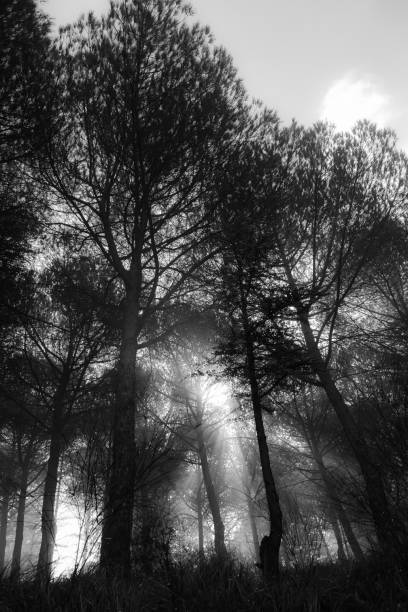 istock Sunrays cutting through the mist in the woods 1215453519