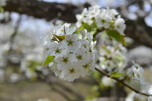 istock Pear flower in full bloom in spring 1215453520