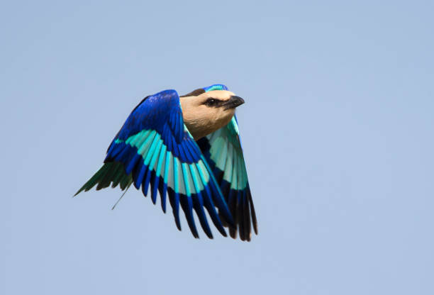 istock Blue-bellied Roller (Coracias cyanogaster 1215453613