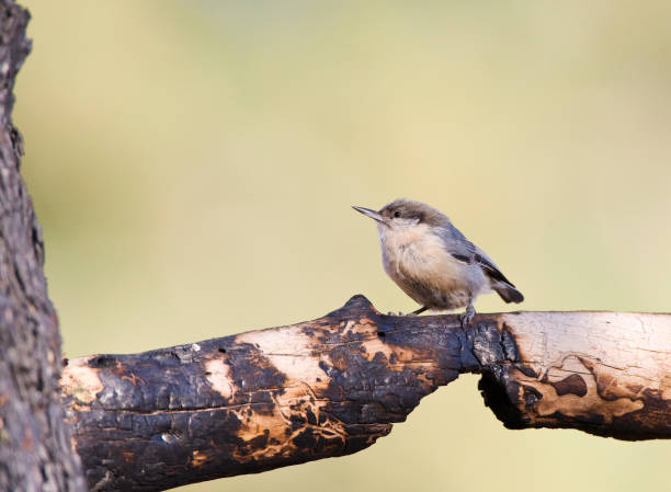 istock Kleine Boomklever, Pymgy Nuthatch, Sitta pygmaea 1215453788