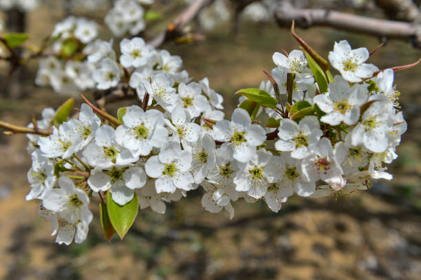 istock Pear flower in full bloom in spring 1215453789
