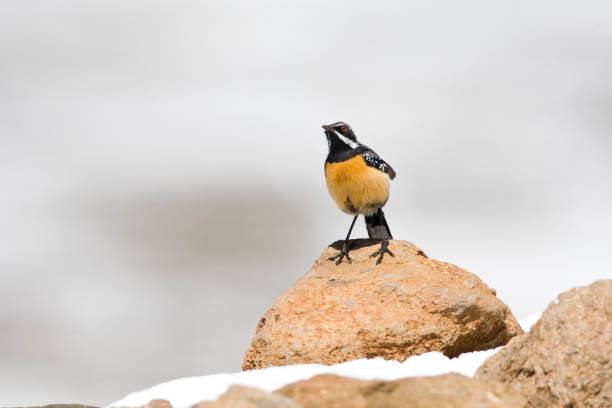 istock Roodborstrotsspringer, Orange-breasted Rock-Jumper, Chaetops aurantius 1215453791