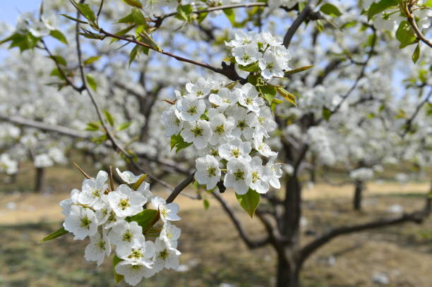 istock Pear flower in full bloom in spring 1215453805