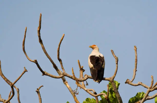 Palmnut Vulture (Gypohierax angolensis) perched in a tree in the Gambia."r"r