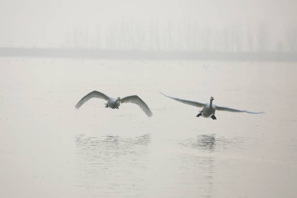 istock white swan flying on a lake 1215453858