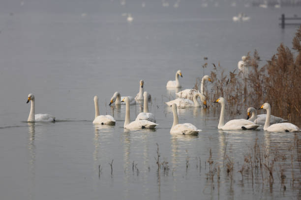 istock white swan on a lake 1215453944