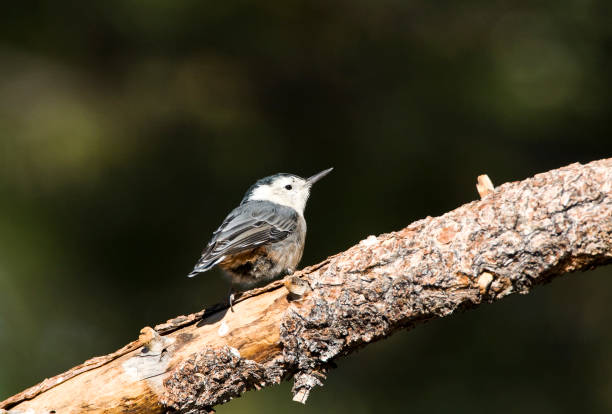 istock Witborst-boomklever, White-breasted Nuthatch, Sitta carolinensis 1215453961