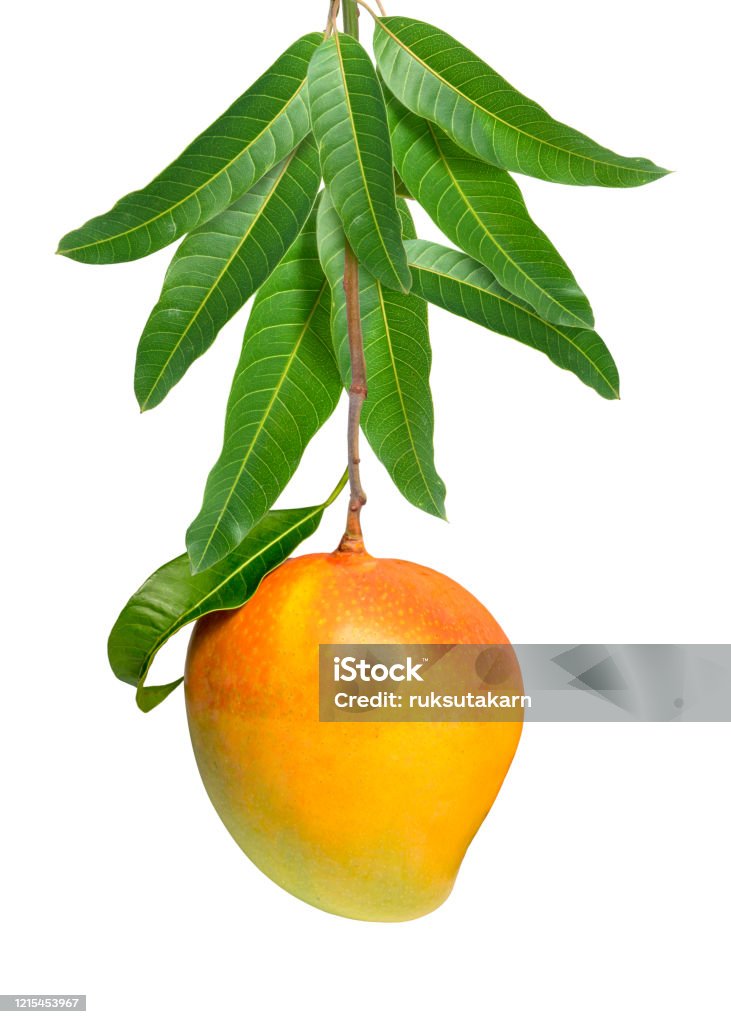 Mango De Racimo Fruta De Mango Sobre Un Racimo De Mango Aislado Sobre Fondo Blanco ...