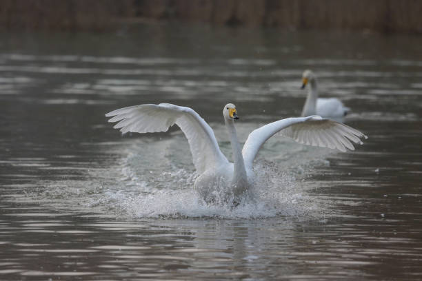 istock white swan flying on a lake 1215454591