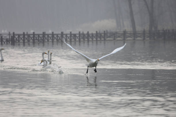 white swan flying on a lake