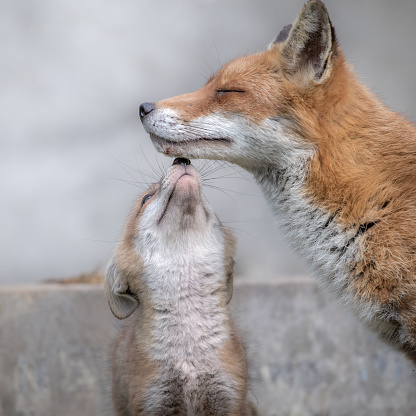 Fox cub with mother in tender touch at the cemetery