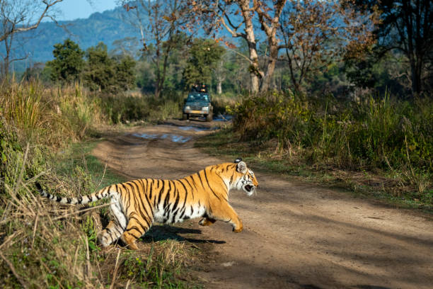 tigre in corsa per la caccia preda nella zona dhikala del parco nazionale jim corbett o riserva di tigre, uttarakhand, india - female animal big cat undomesticated cat feline foto e immagini stock