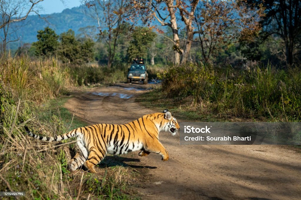Tiger Running For Hunting Prey At Dhikala Zone Of Jim Corbett National Park  Or Tiger Reserve Uttarakhand India Stock Photo - Download Image Now - iStock