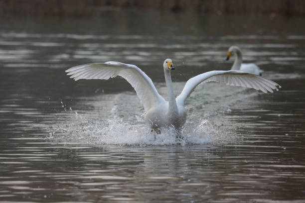 istock white swan flying on a lake 1215454883