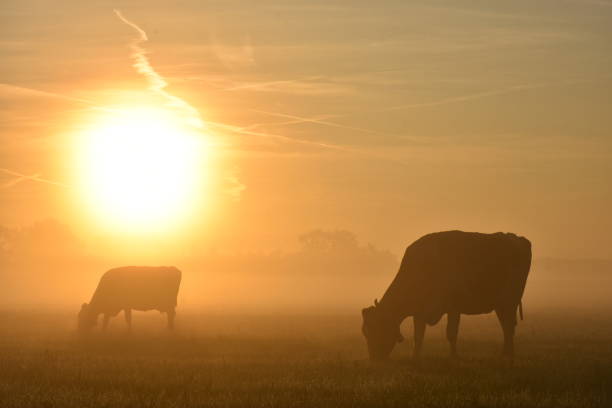 istock Cows in the sunrire 1215454990