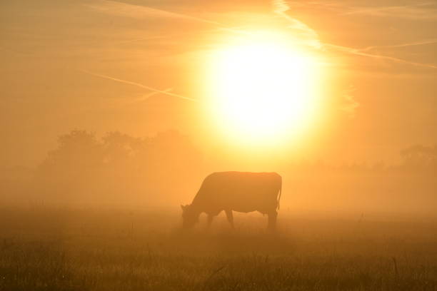 istock Cows in the sunrise 1215455072
