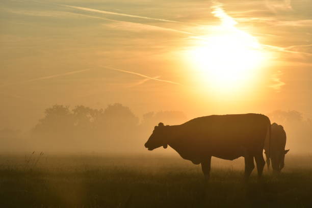 istock Cows in the sunrise 1215455079