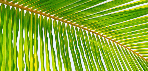 istock Coconut Palm tree with blue sky,beautiful tropical background. Wide photo. 1215455649
