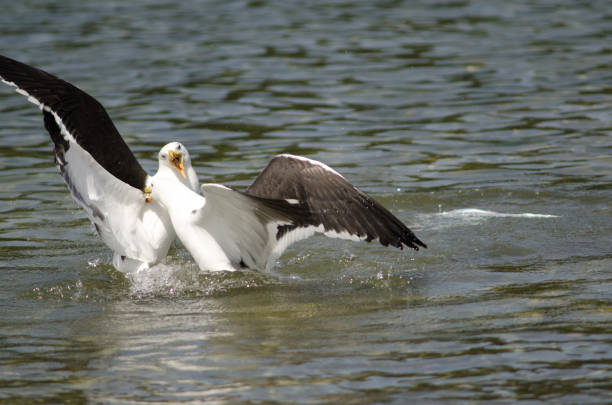 istock Kelp gulls Larus dominicanus fighting in the water. 1215455953