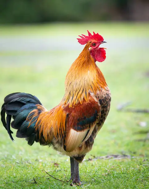 Wild colourful rooster crowing with blurred background