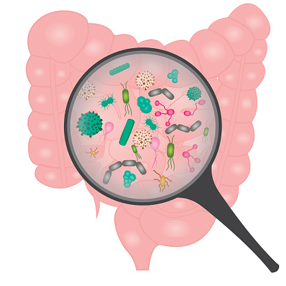 Bacterial overgrowth in small intestine. Bacteria under a magnifying glass vector illustration