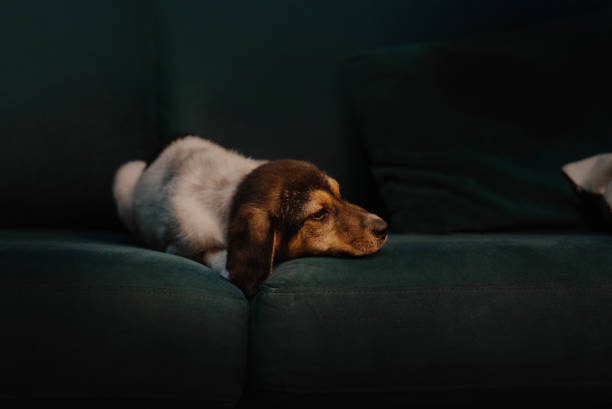 Portrait of a beautiful lap dog sleeping in his bed at night