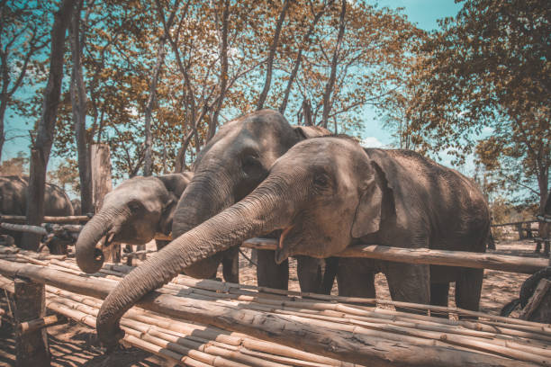 istock Elephant Sanctuary bathing in Isaan in Thailand 1215464602
