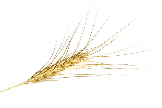 istock Golden wheat ear on a white background 121546477