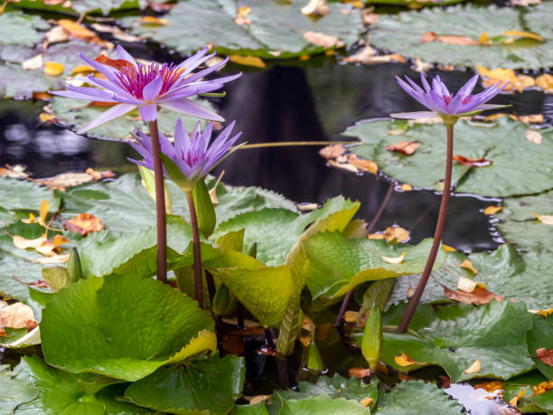 istock Conservatory Garden water lily 1215465873