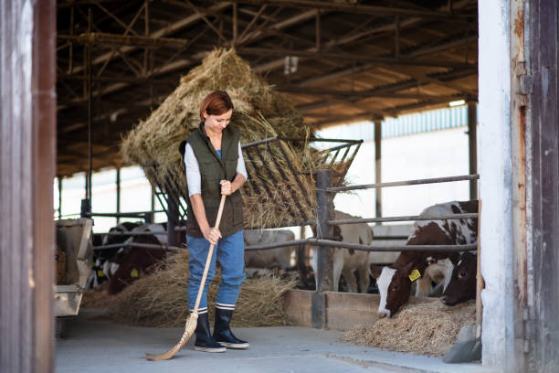 istock Woman worker working on diary farm, agriculture industry. 1215466566