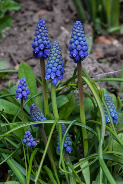 istock Muscari Armeniacum - Grape Hyacinth 1215466579
