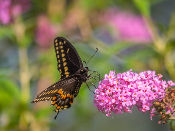 istock Black swallowtail butterfly in summer 1215466610