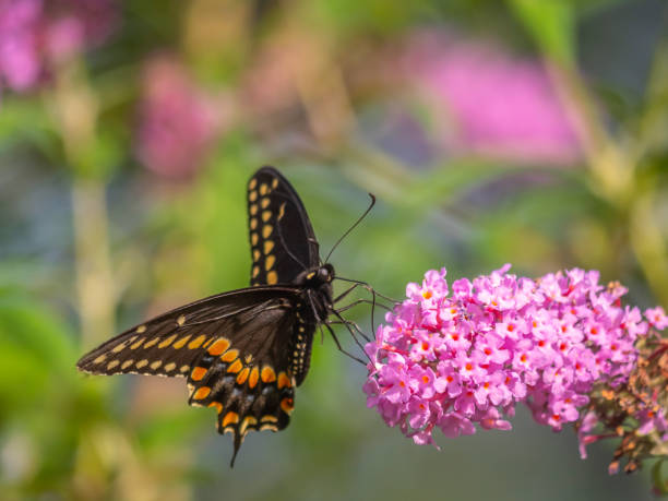 istock Black swallowtail butterfly in summer 1215466647