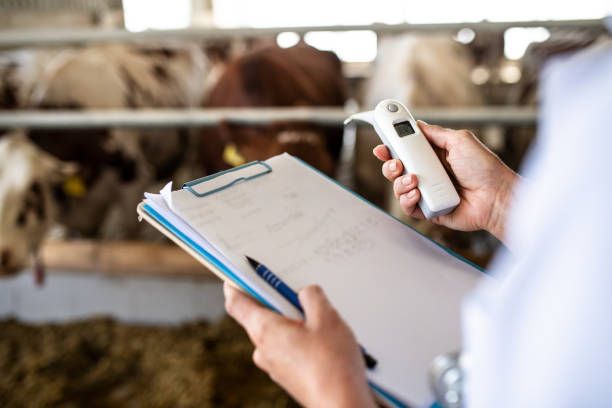 Unrecognizable veterinary doctor working on diary farm, agriculture industry. Midsection of unrecognizable veterinary doctor working on diary farm, agriculture industry. Biosafety and Regulatory Compliance in livestock stock pictures, royalty-free photos & images