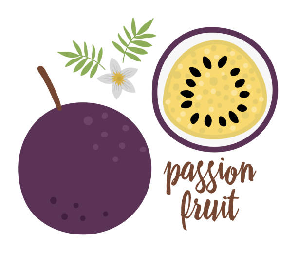 Vector passion fruit clip art. Jungle fruit illustration. Hand drawn flat exotic plants isolated on white background. Bright childish healthy tropical summer food illustration. Vector passion fruit clip art. Jungle fruit illustration. Hand drawn flat exotic plants isolated on white background. Bright childish healthy tropical summer food illustration. passion fruit flower stock illustrations
