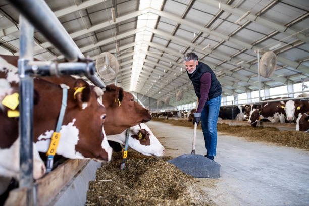istock Mature man worker working on diary farm, agriculture industry. 1215466721