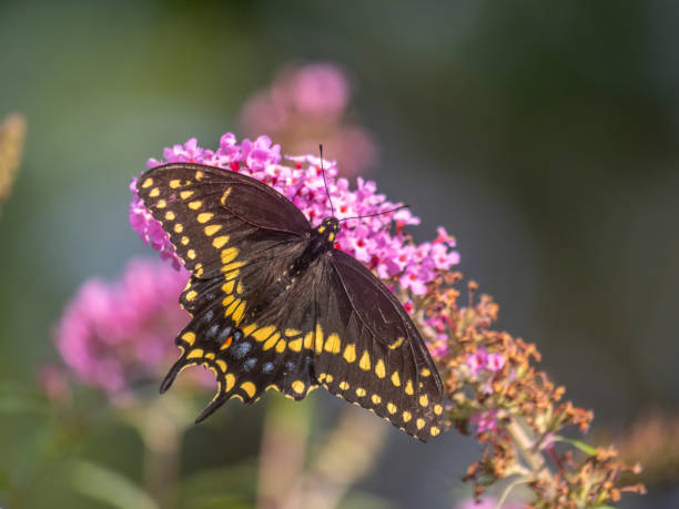 istock Black swallowtail butterfly in summer 1215466813