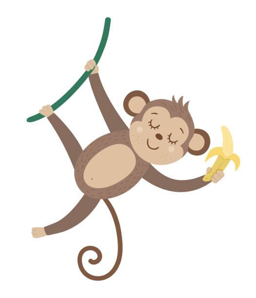 Vector cute monkey hanging on liana with banana isolated on white background. Funny tropical animal and fruit illustration. Bright flat picture for children. Jungle summer clip art Vector cute monkey hanging on liana with banana isolated on white background. Funny tropical animal and fruit illustration. Bright flat picture for children. Jungle summer clip art liana stock illustrations