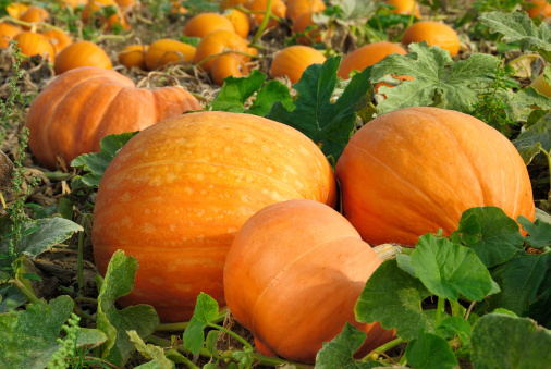 Harvested pumpkins in rows on an agricultural field under deep blue sky with scattered white clouds. Winter squashes are a symbol of autumn harvest and abundance in many countries.