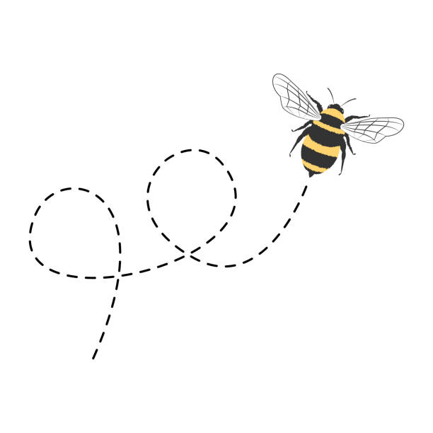 Bee flying on a dotted route isolated Bee flying on a dotted route isolated on the white background flying bees stock illustrations