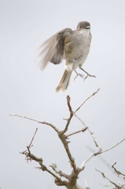 istock Fired-eyed diucon Xolmis pyrope jumping over a branch. 1215470323