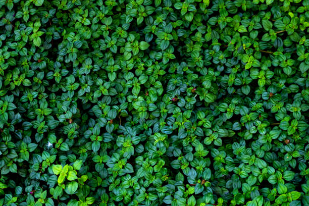 grüne blätter wandtextur der tropischen waldpflanze, auf hintergrund - wandbegrünung stock-fotos und bilder