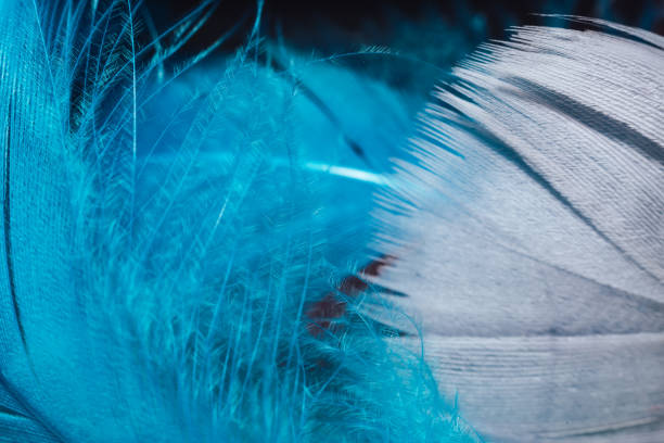 istock Close up Beautiful gray and blue trends bird  feather pattern texture background. Macro photography view. 1215471289