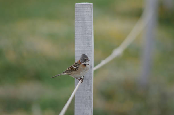 istock Rufous-collared sparrow Zonotrichia capensis perched on rope. 1215471973
