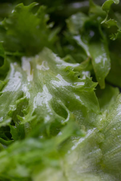istock Heap of chopped iceberg lettuce 1215473059