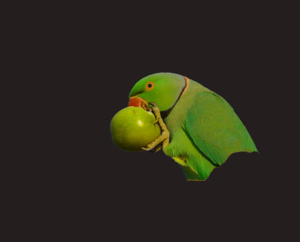 a male parrot eating jujube fruit on black background