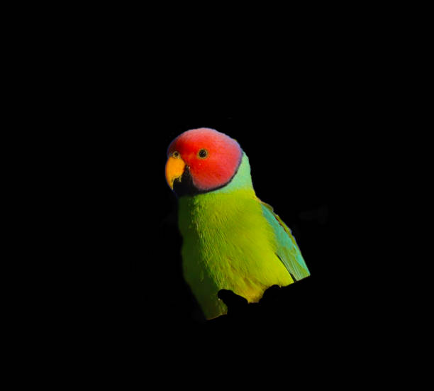 istock isolated red necked male parrot on black background 1215473301