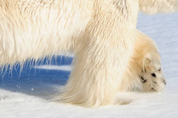 istock Polar bear walking on pack ice, Spitsbergen, Svalbard, Arctic Circle 1215473330