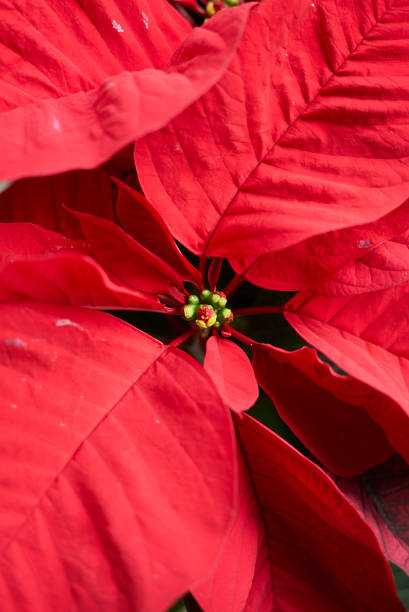 istock Euphorbia pulcherrima 1215474420
