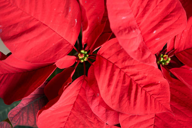 istock Euphorbia pulcherrima 1215474422